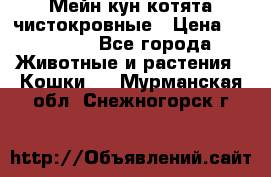 Мейн-кун котята чистокровные › Цена ­ 25 000 - Все города Животные и растения » Кошки   . Мурманская обл.,Снежногорск г.